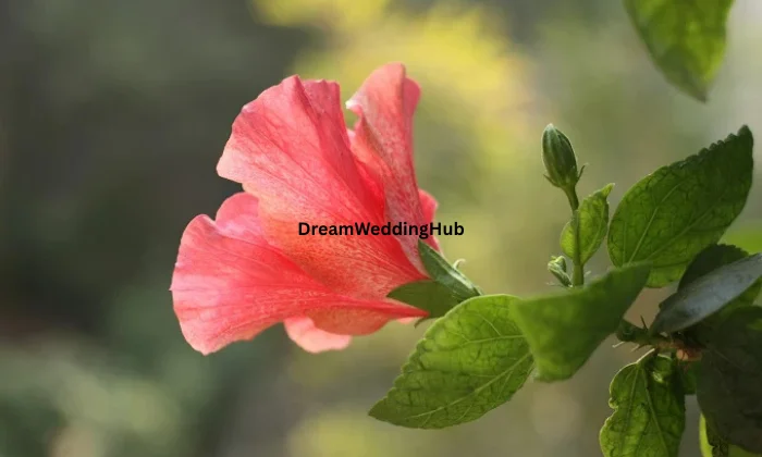 Asha Arts Photo Studio